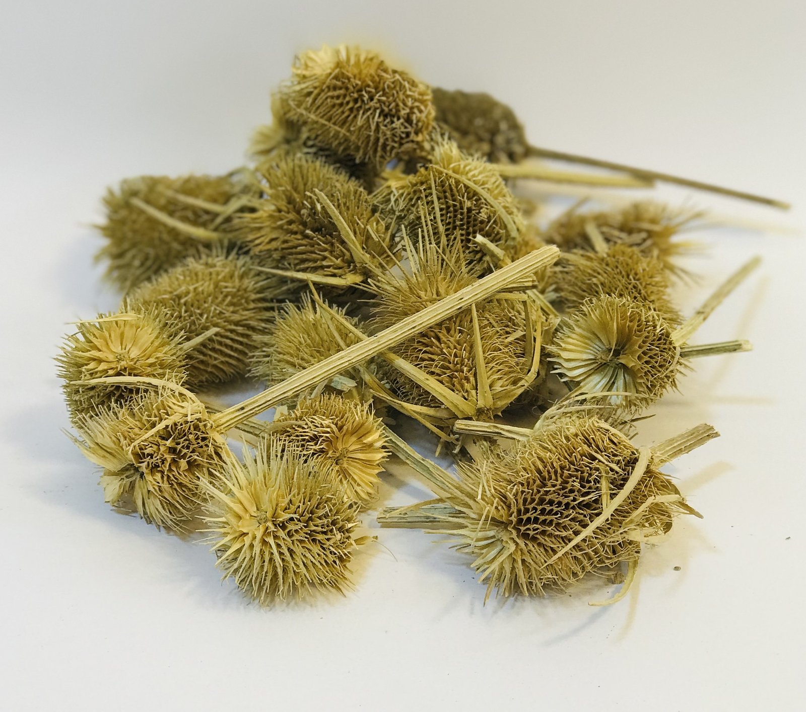 شوكة مباركة