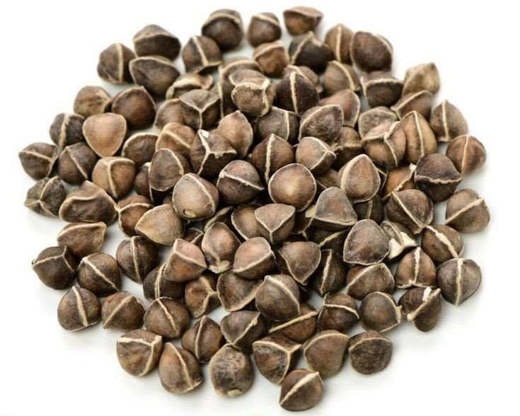 بذور مورينجا