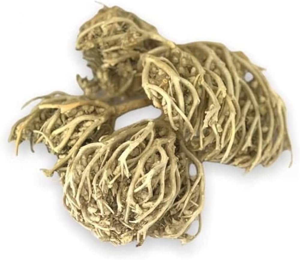 كف مريم